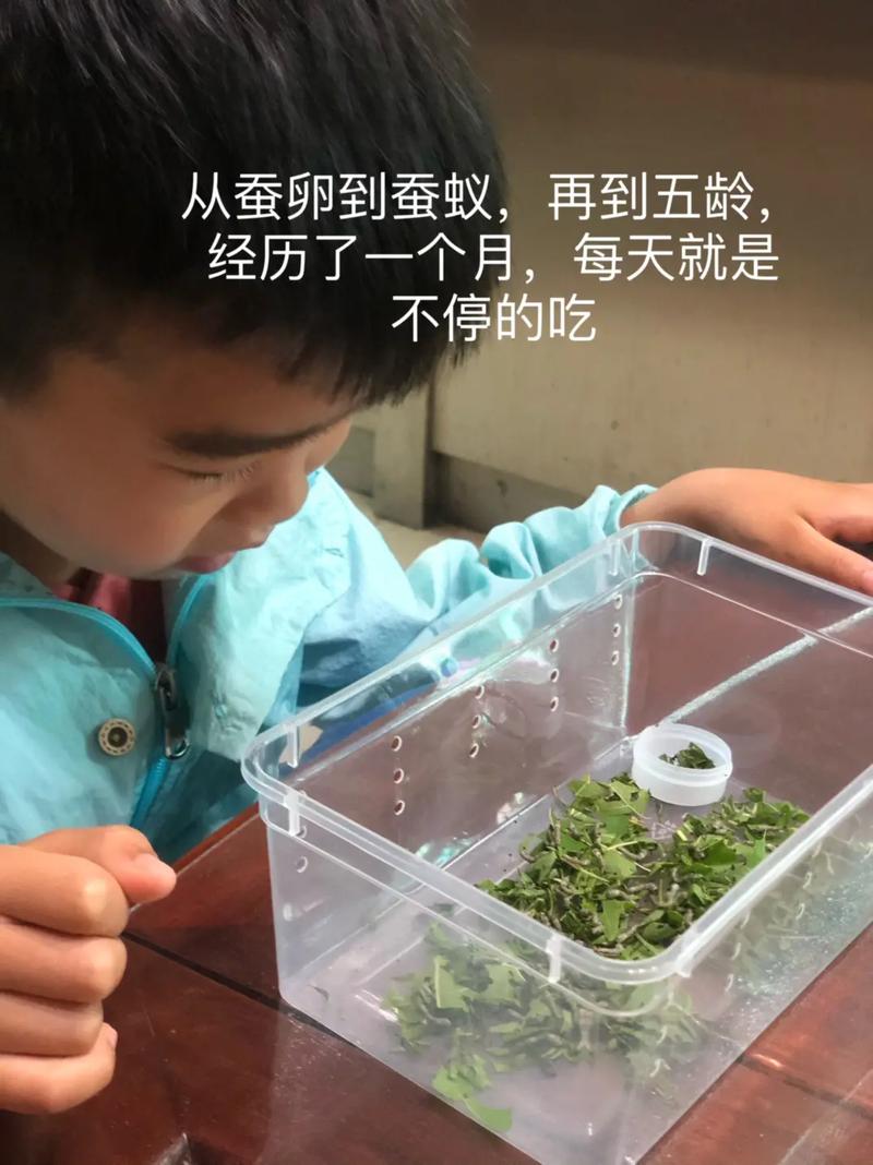 洛克王国金翼螳螂能超进化吗?